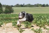 BEARDED COLLIE 041